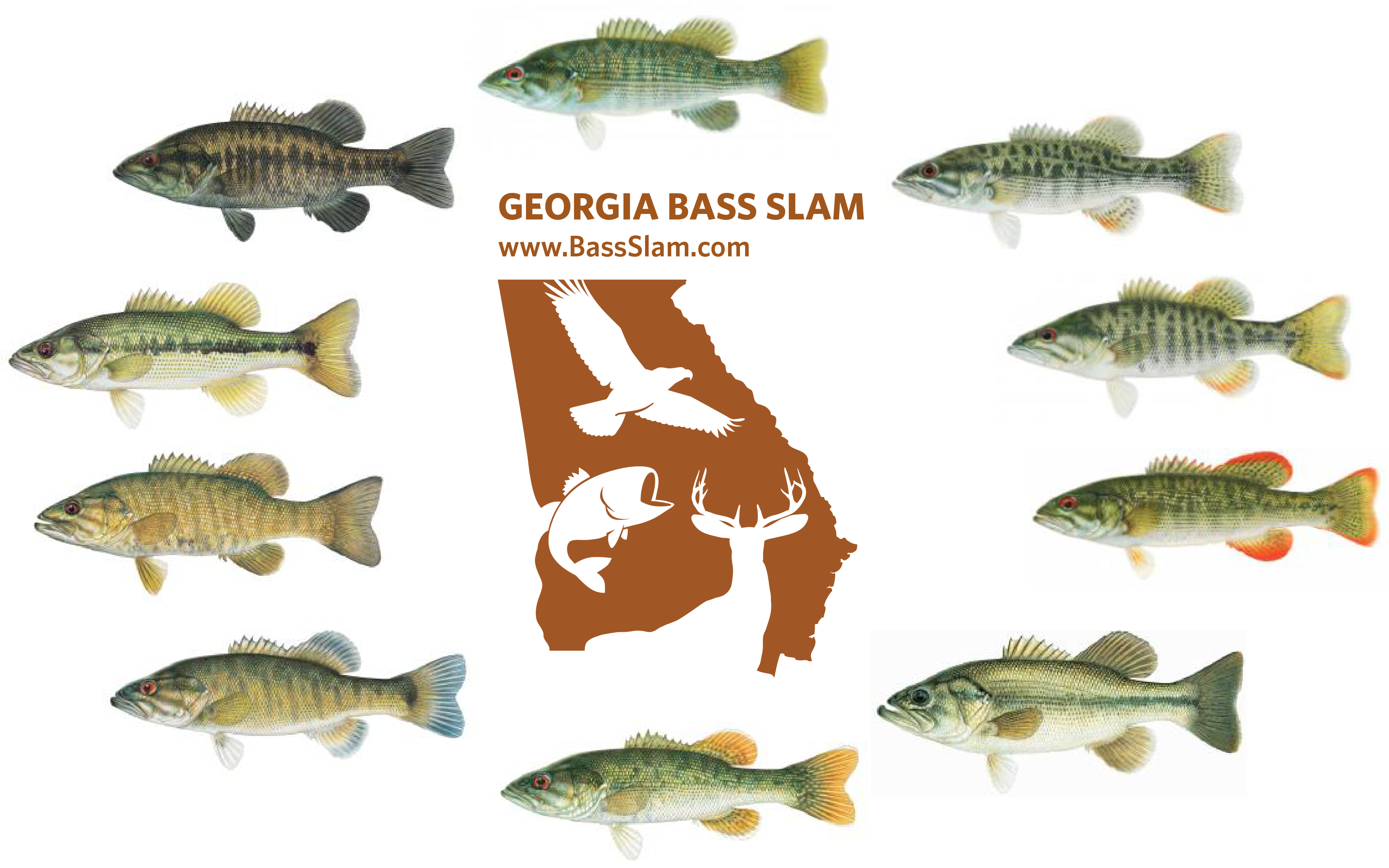 Freshwater Bass Poster Ubicaciondepersonas Cdmx Gob Mx